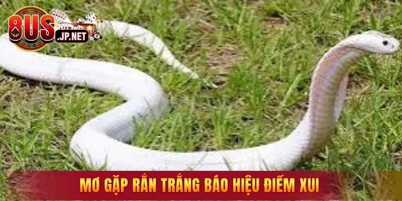 Mơ gặp rắn trắng báo hiệu điềm xui